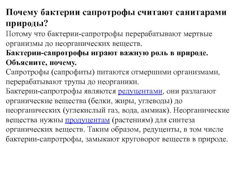 Сапротрофы: примеры и особенности питания грибов - proufu.com