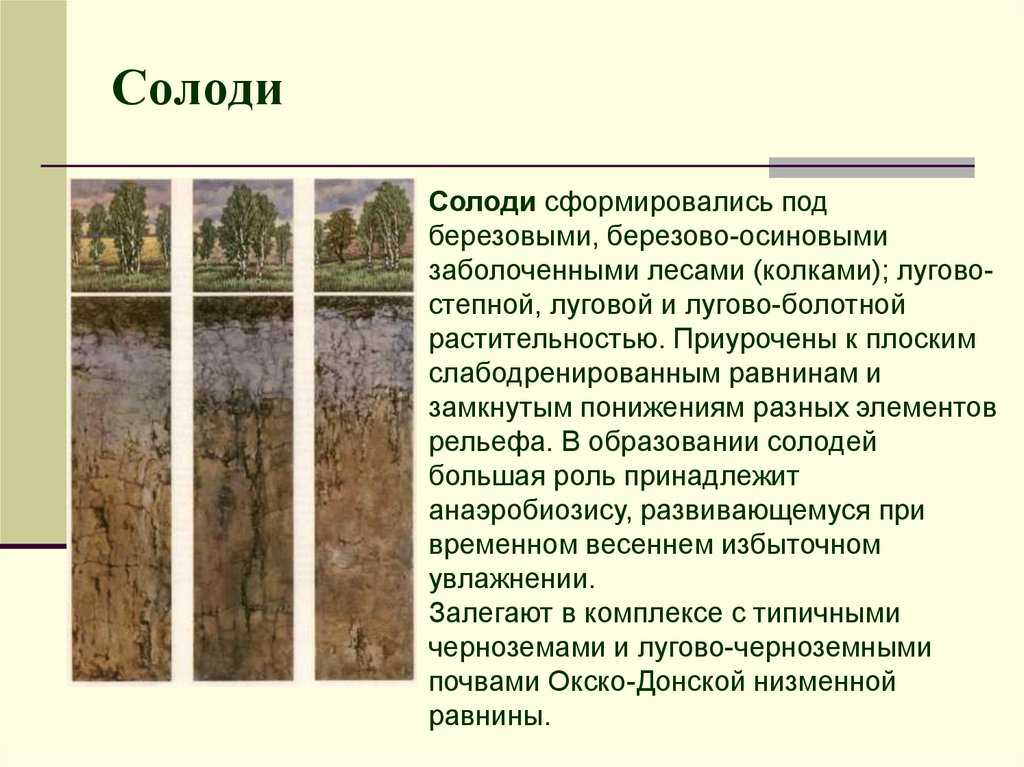 Общая характеристика почвенного покрова