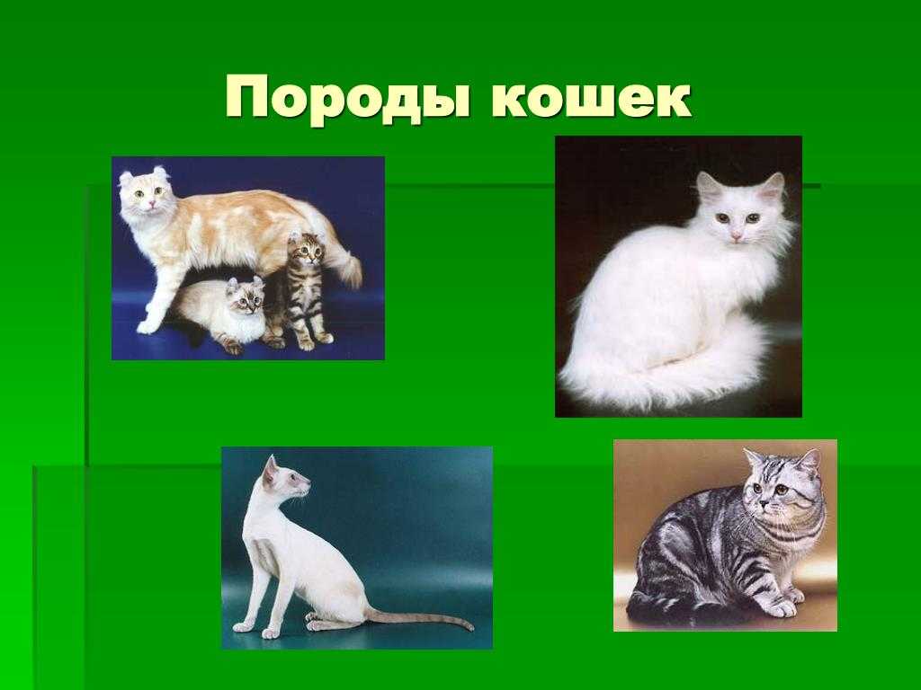 Горные породы