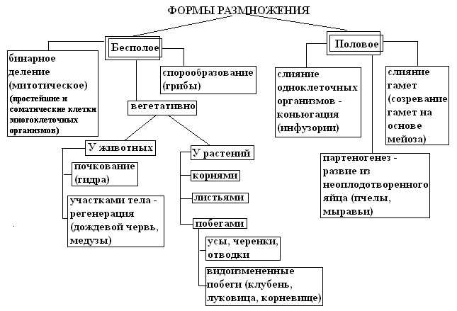 Биология. 10 класс