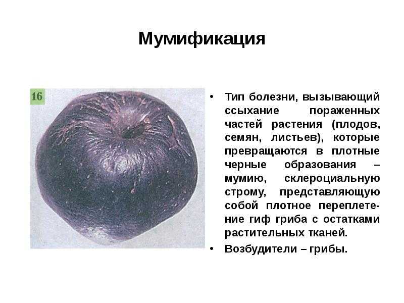 Болезнь семян, развивающиеся на растущих деревьях: мумификация семян | flowersroom