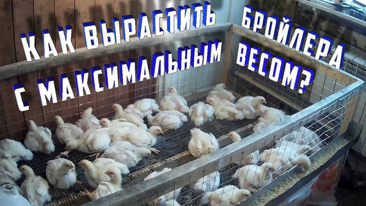 Как правильно выращивать цыплят бройлеров, условия и уход
