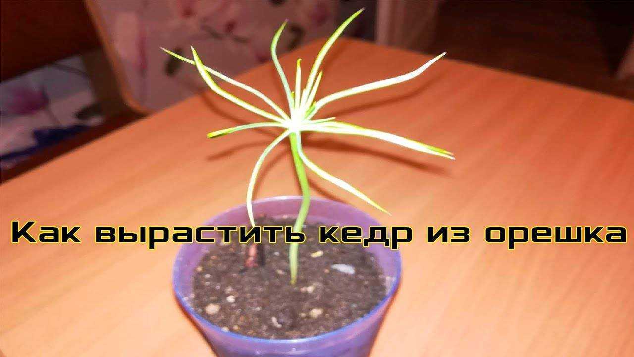 Как вырастить кедр из орешка в домашних условиях: пошаговая инструкция