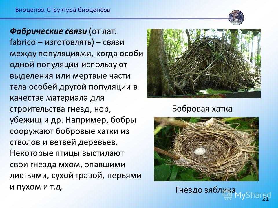 Экологические группы птиц