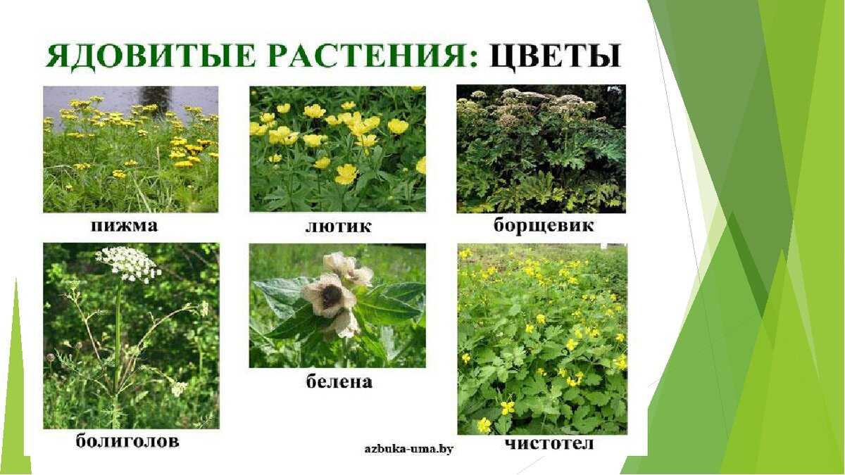 Профилактика отравлений ядовитыми растениями.