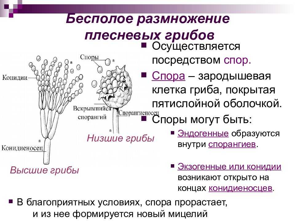 Методы сбора спор - сбор спор из грибов