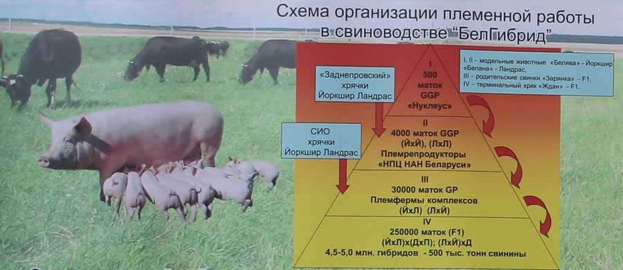 Разведение