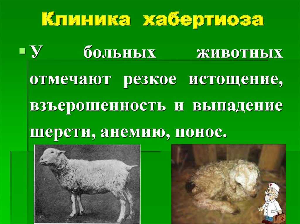 Методы борьбы с желудочно-кишечными паразитами у овец