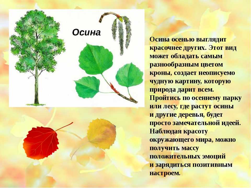 Как определить дерева осина. Осина дерево. Осина обыкновенная. Осина дерево описание. Осина дерево листья.