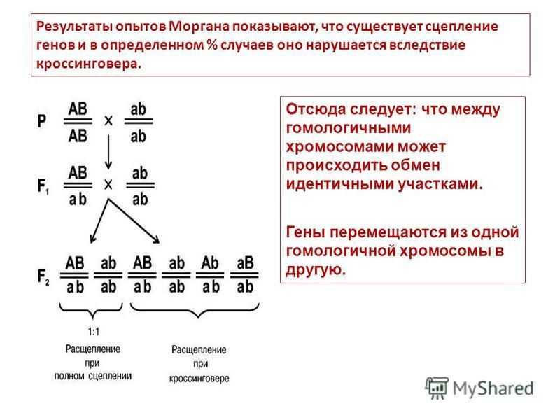 Реферат на тему кроссинговер