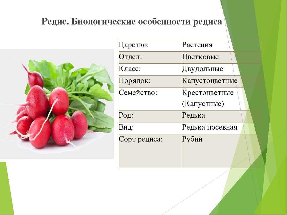Растения семейства крестоцветных: признаки, виды / справочник :: бингоскул