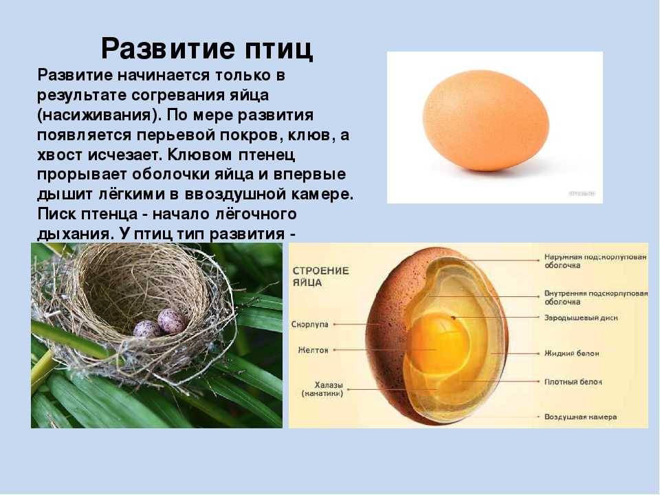 Размножение и развитие птиц кратко (биология, 7 класс)