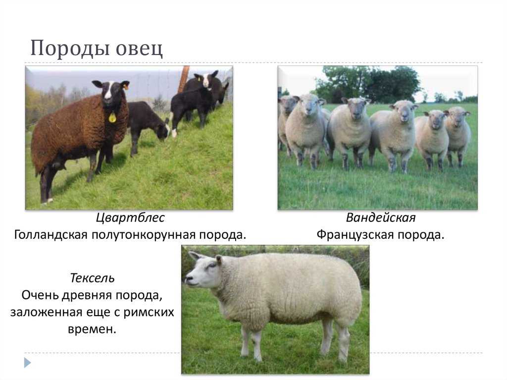 Породы овец: описание и разновидности