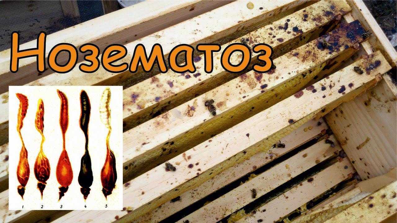 8.4.5. нозематоз - bee-keeper.ru