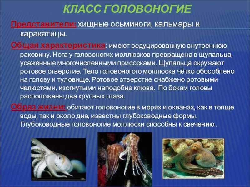 Сколько ног у кальмара: строение и функции конечностей