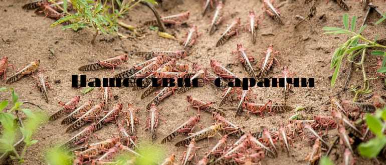 Понятие об эпифитотиях