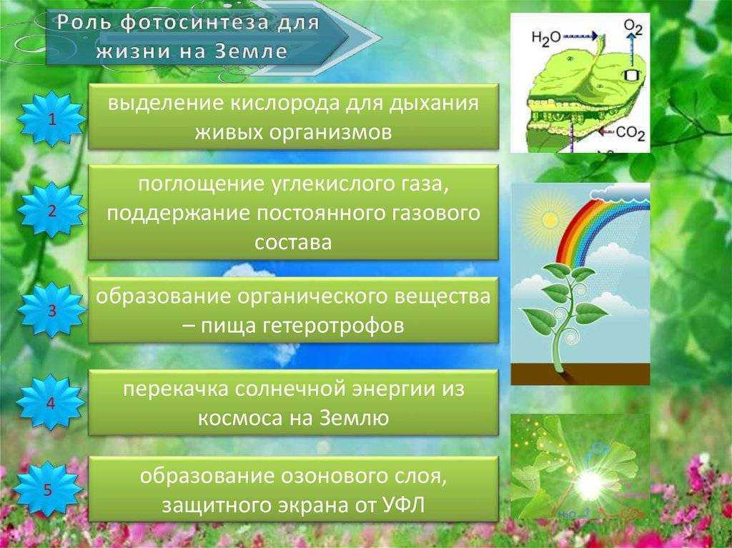 Какую роль играет кислород в физиологии животных?