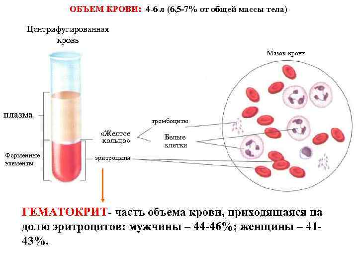Центрифугирование крови – сепарация крови