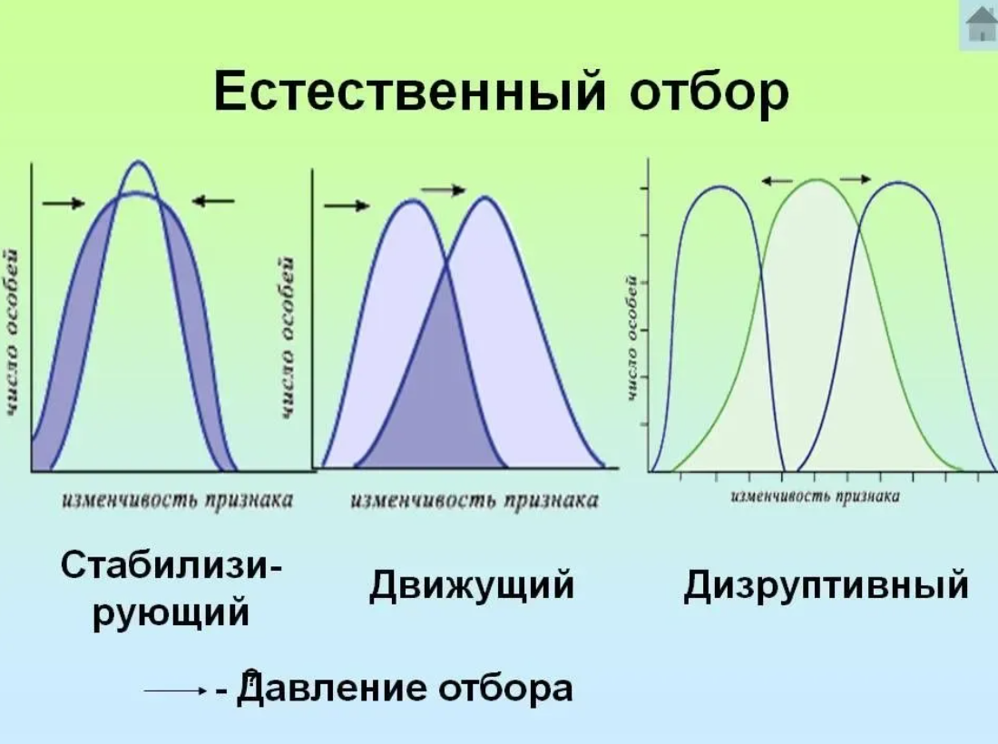 Естественный отбор