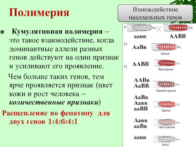 *§ 33-1. взаимодействие неаллельных генов: полимерия