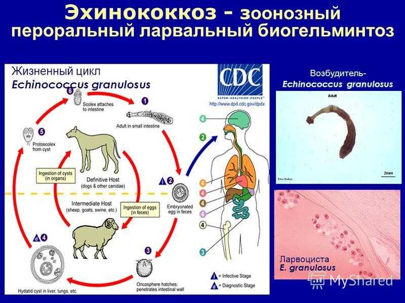 Эхинококкоз у животных — скрытая, но распространённая болезнь