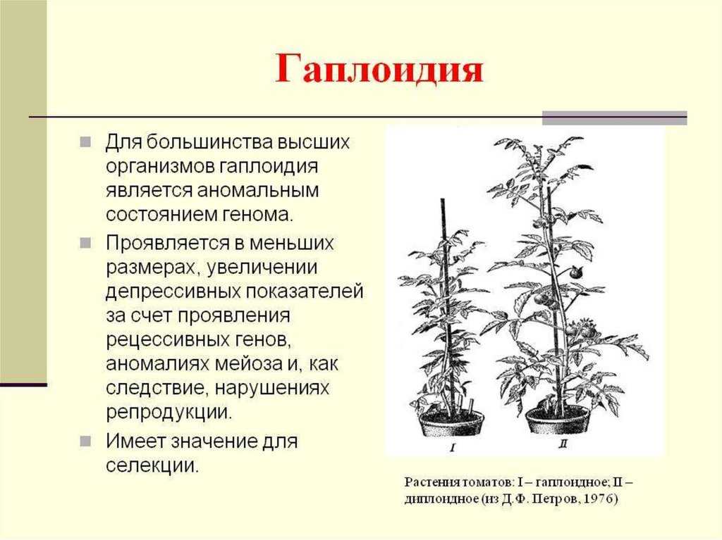 Что такое гаплоидные клетки? / биология | thpanorama - сделайте себя лучше уже сегодня!