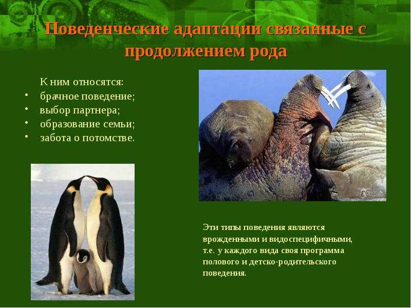 Гомосексуальность у животных | virtual laboratory wiki | fandom