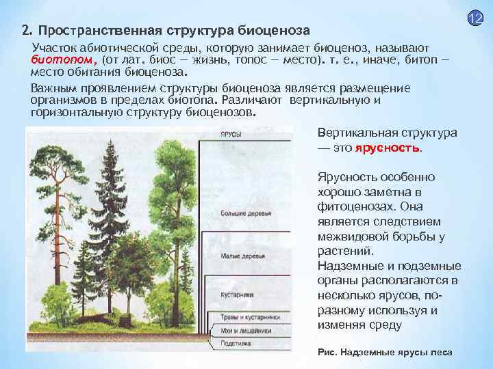 Природное сообщество леса: характеристика, растения, животные, значение и охрана — природа мира