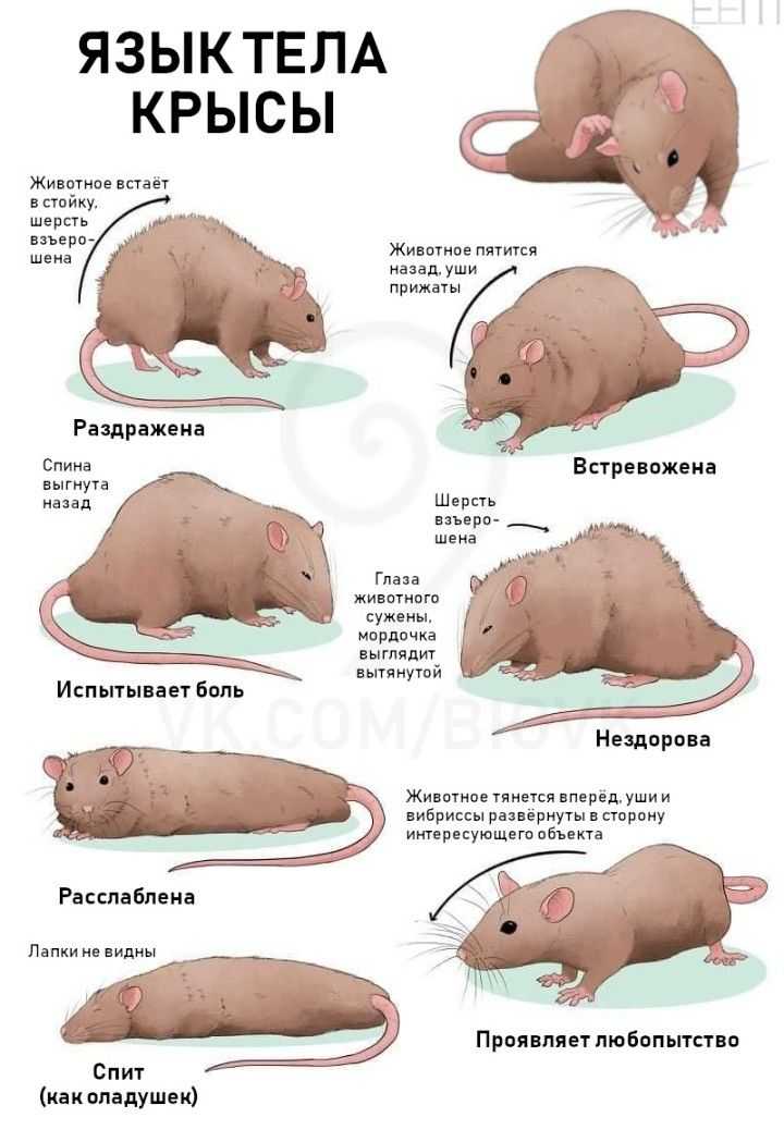 Крысиный интеллект
