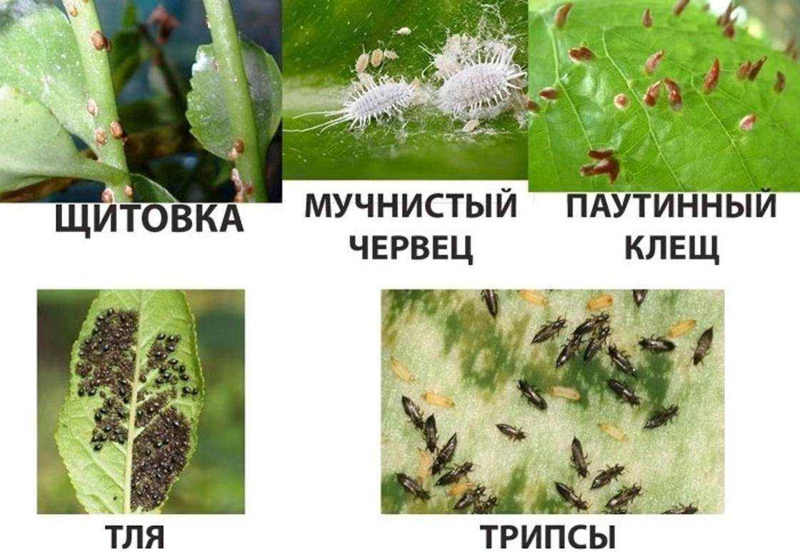 Как называется растение которое ест мух и других насекомых?