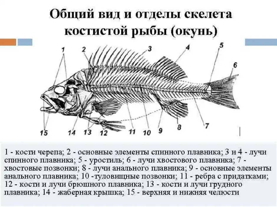 Боковая линия у рыб