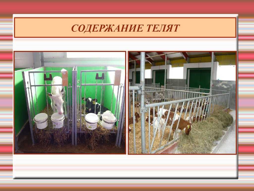 Технологии и методы выращивания телят. как правильно вырастить здоровго теленка