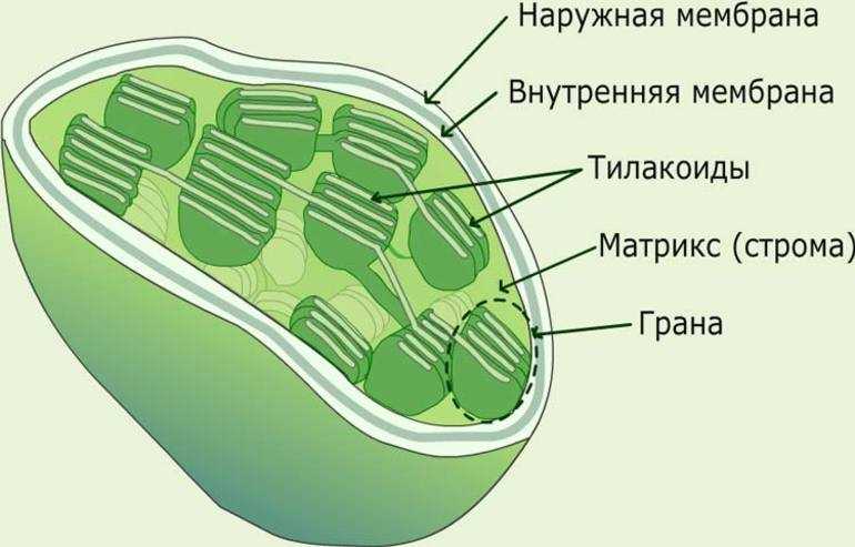 Презентация на тему митохондрии и хлоропласты