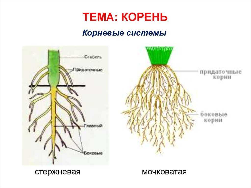 Вторичное строение корня