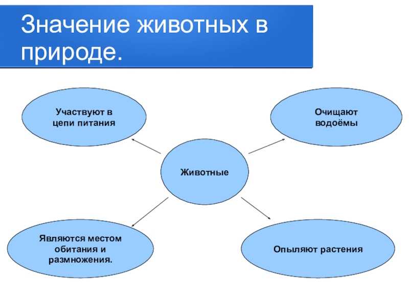 Животные польза и вред для природы и человека
