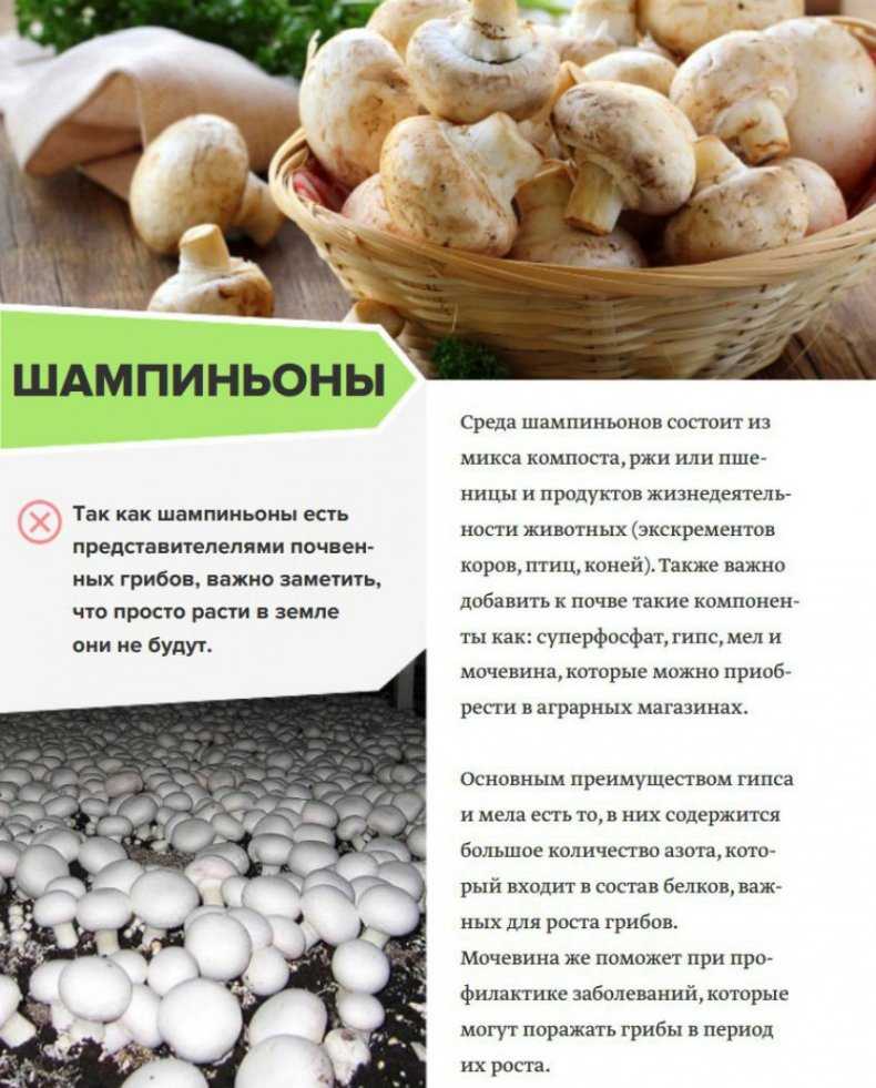 Разведение грибов