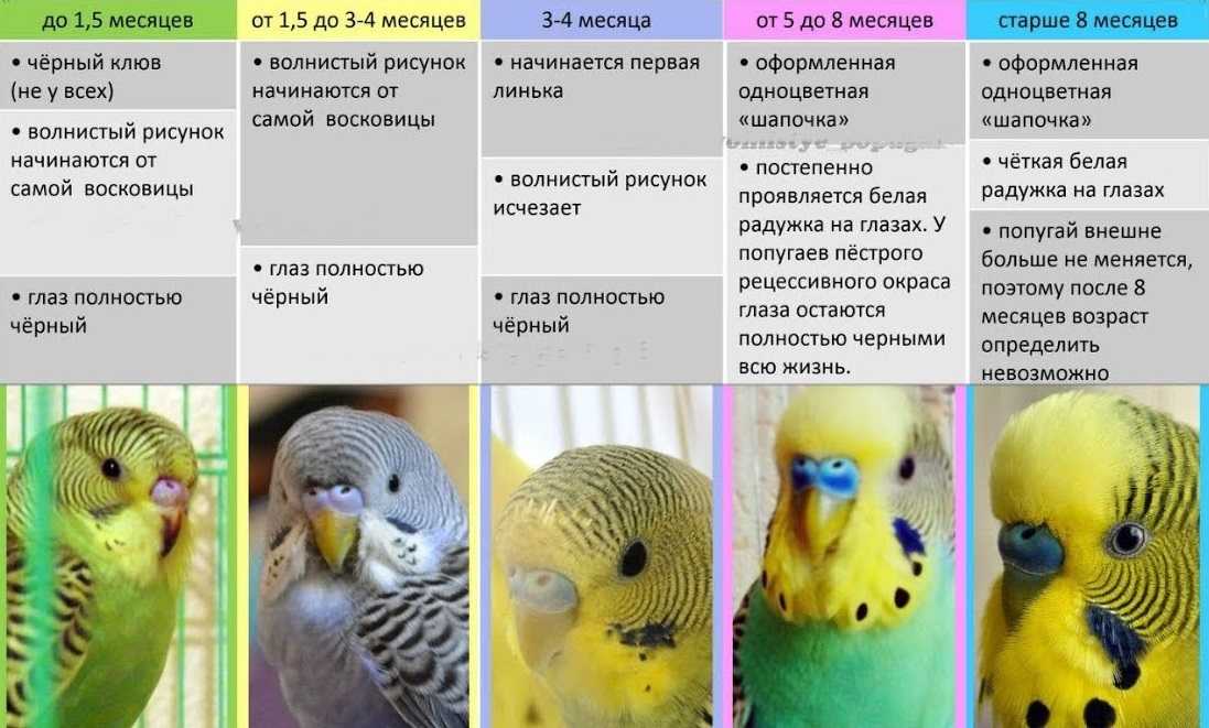 В какое время года дикие птицы откладывают яйца? - наука 2023