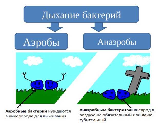 Аэробное дыхание - дыхание микроорганизмов - физиология микроорганизмов - микробиология учебное пособие - красникова л. в. - троицкий мост 2012