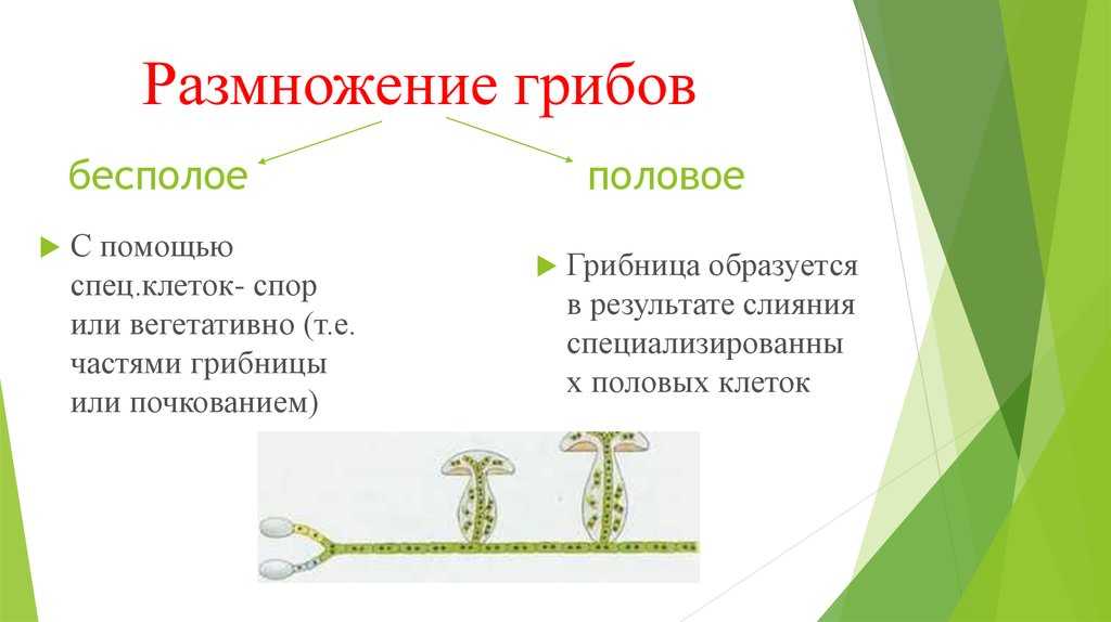 Формы и способы размножения грибов. размножение грибов