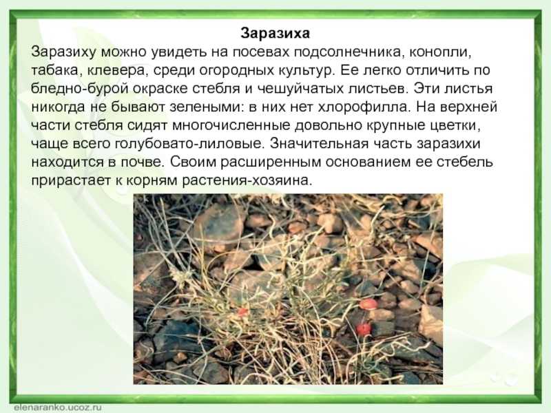 Растения-паразиты: общая характеристика и виды | все о паразитах