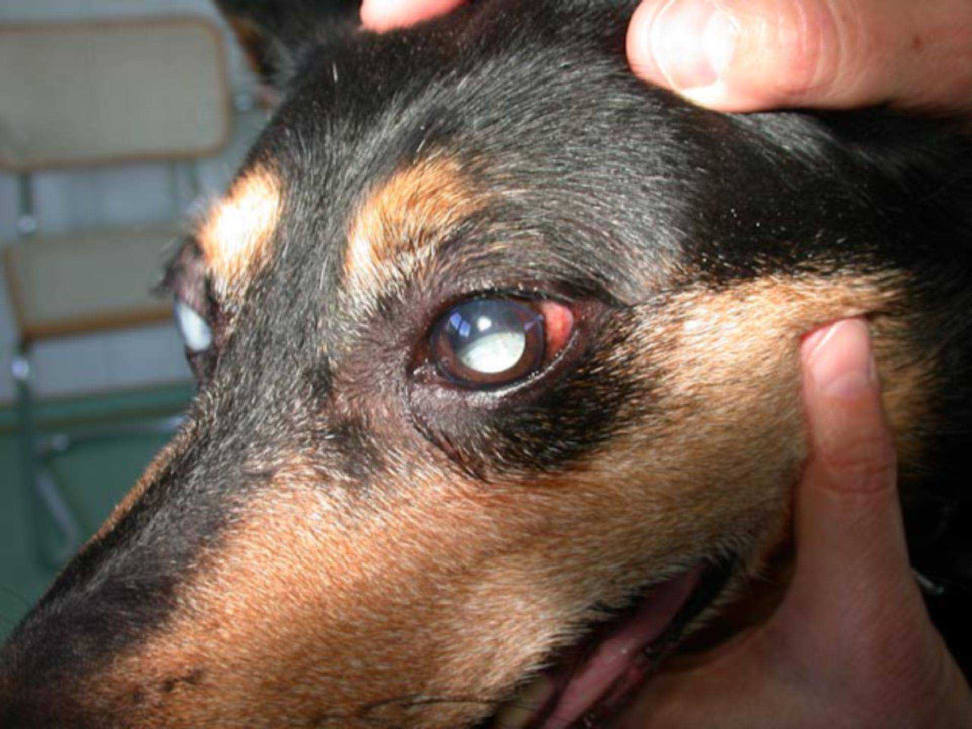 Болезни глаз у кошек: лекарства, симптомы и лечение