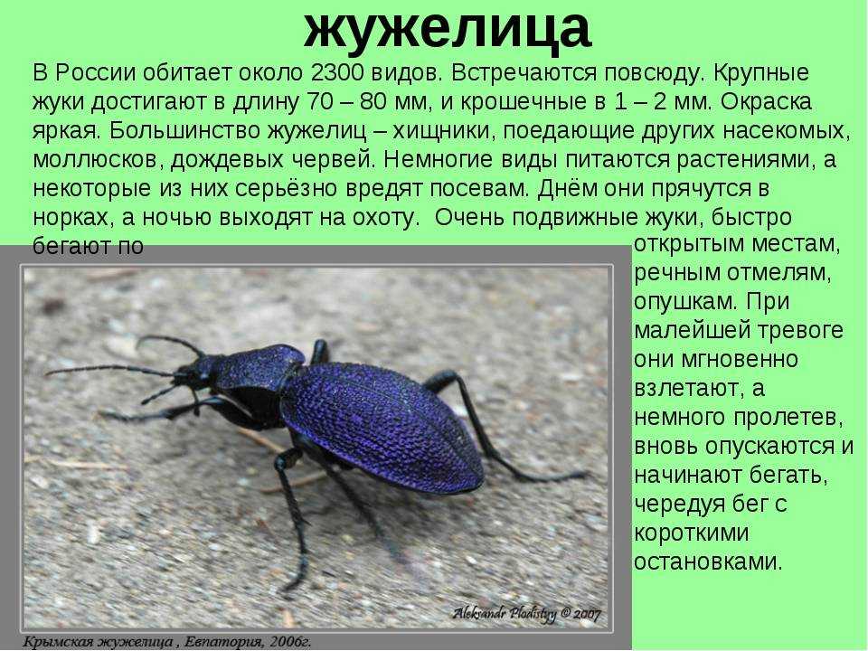 Почему термиты едят древесину? факты и цифры