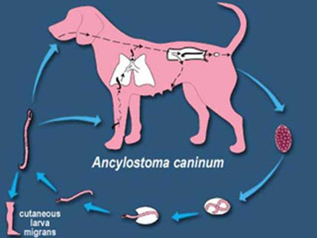 Анкилостомоз (ankylostomosis)