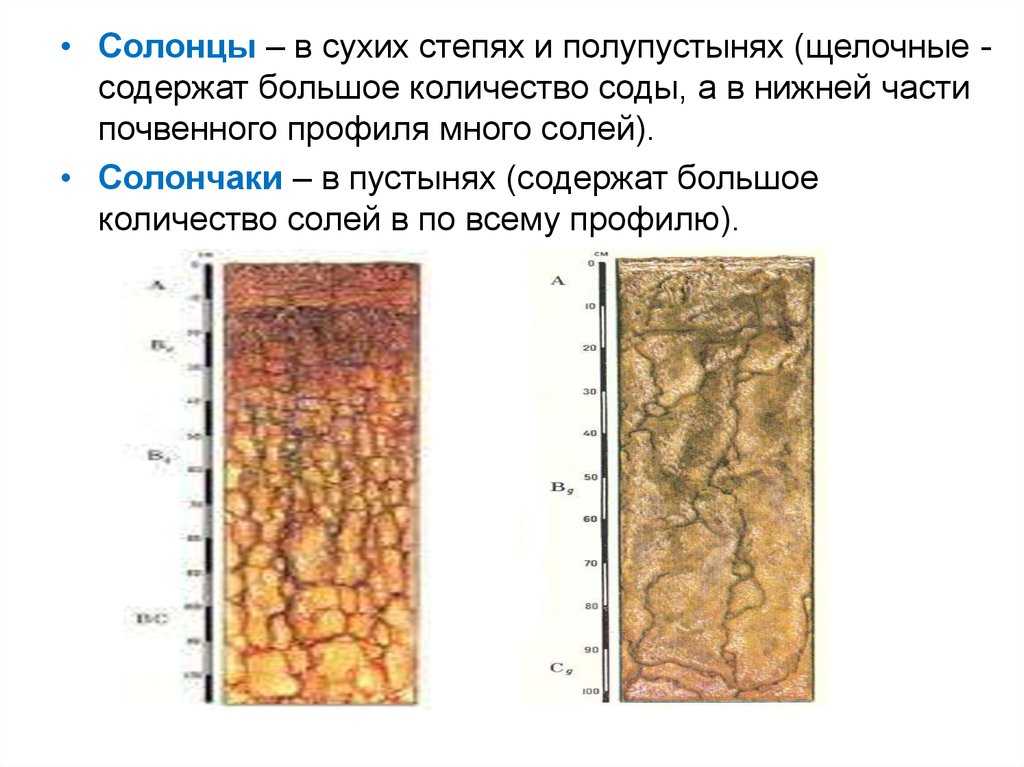 Характеристика сухой степи, климат, фауна, флора