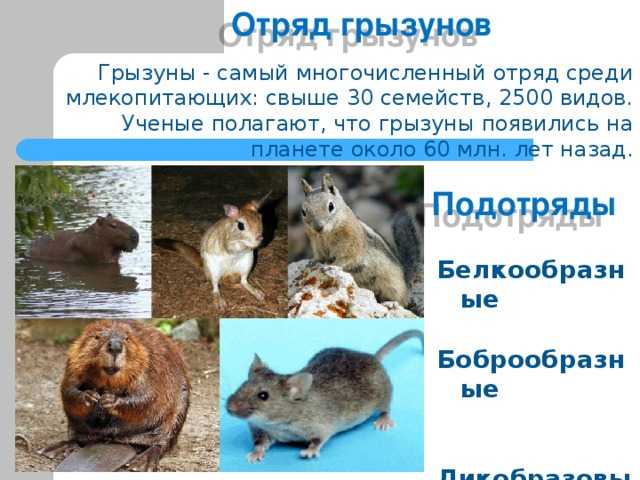 Млекопитающие животные амурской области — список, краткое описание и фотографии