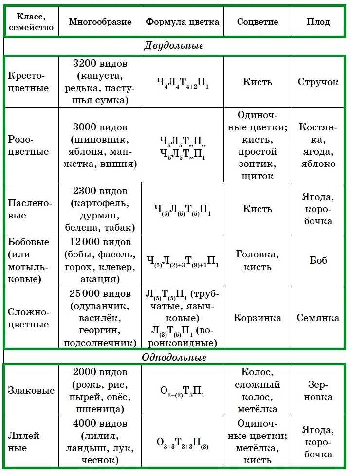 Семейство лилейные: описание, фото, формула цветка, значение