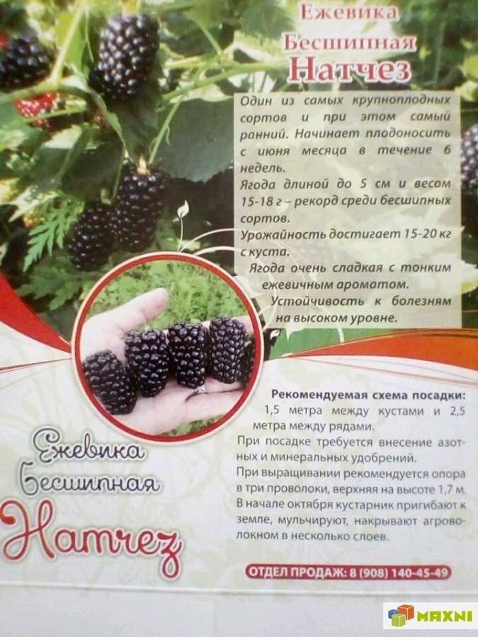 Лучшие сорта ежевики: описание и фото, виды и советы эксперта