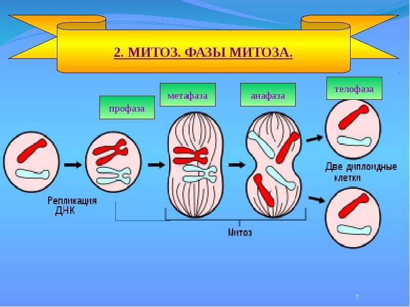 32. клетка как биологическая система
                                читать 0 мин.