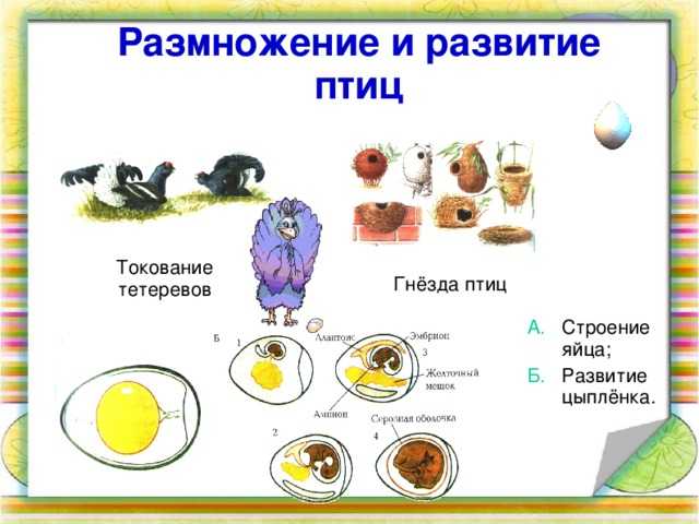 § 31. осеменение и оплодотворение у животных. способы полового размножения животных: осеменение и оплодотворение у животных