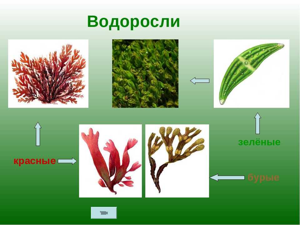 Морские биологические ресурсы презентация, доклад, проект на тему